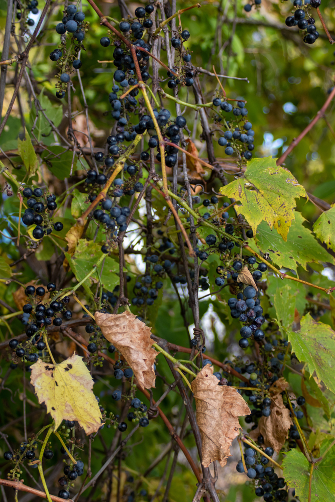 Wild grapes, leaves, and vines.