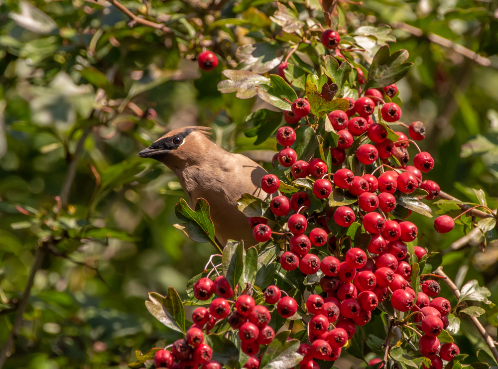 A cedar waxwing perches on a cluster of hawthorn berries. 
