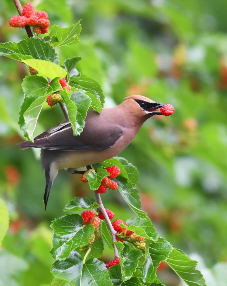 A cedar waxwing perched on a mulberry tree with a fruit in its beak. 