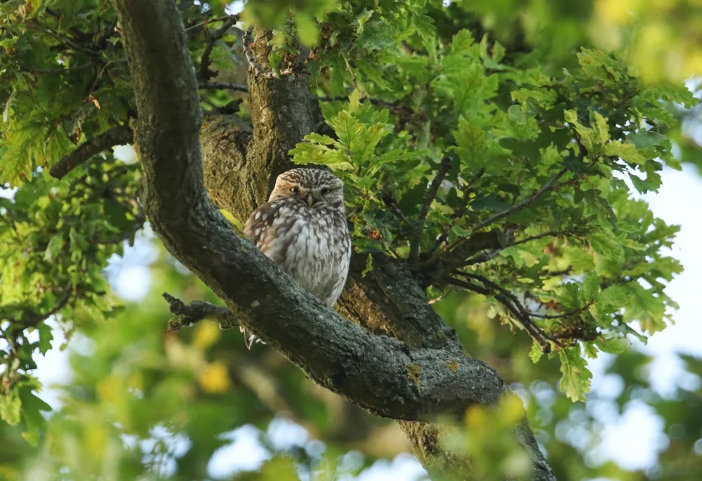 A young owl looks at the camera from an oak tree branch.