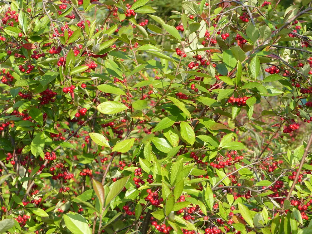 Red chokeberry bush covered in berries on a sunny day.