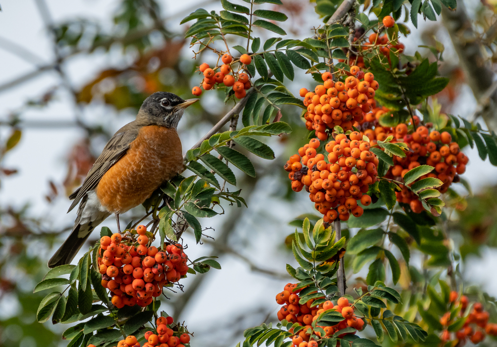 A male American robin perches in a rowan ash tree that is covered in bright orange berries.