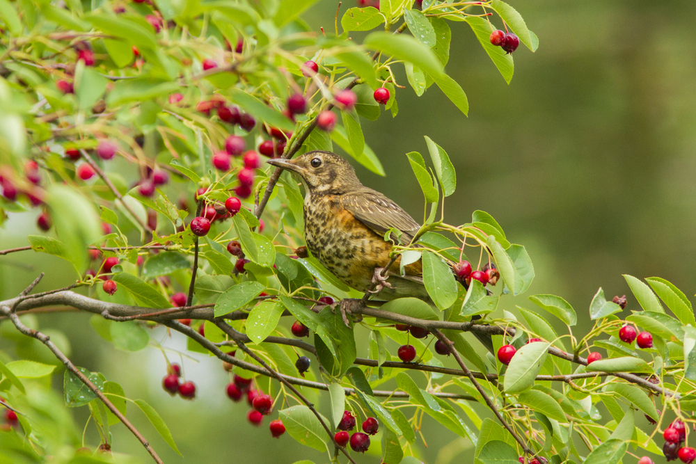 An immature American robin grips the branch of a serviceberry shrub. 