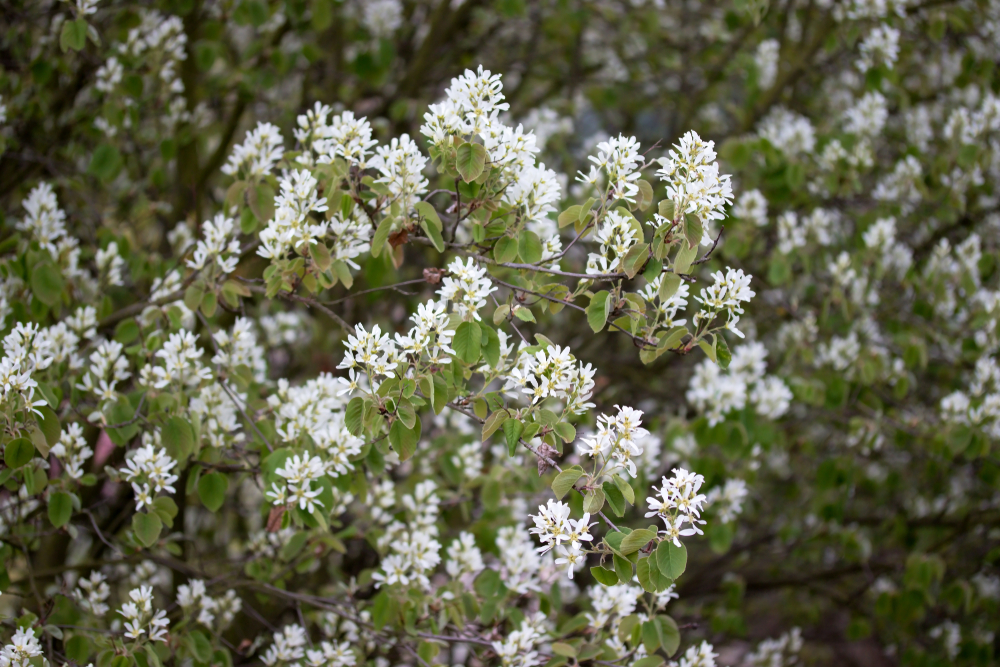 A serviceberry shrub in full bloom in the spring.
