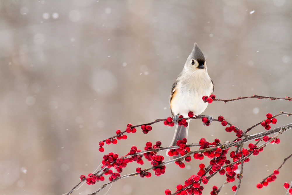 A tufted titmouse sits on a branch of winterberry in the snow.