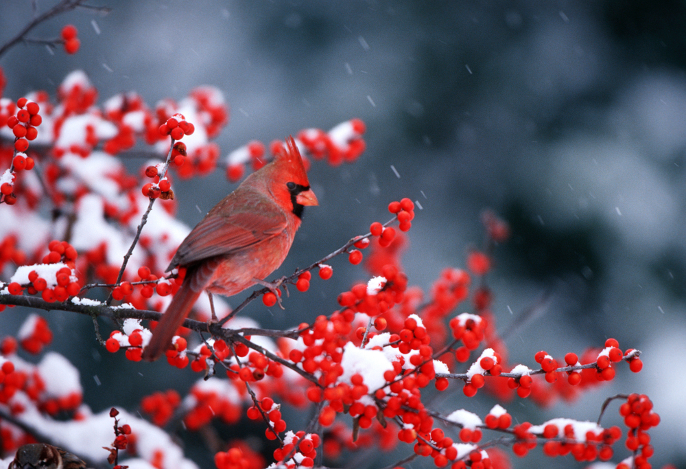 A male cardinal sits in a snow dappled winterberry, the background is blurred. 