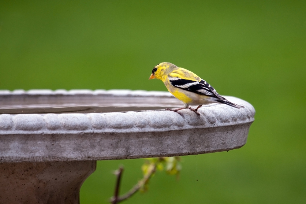 A goldfinch rests on the edge of a stone birdbath filled with water.