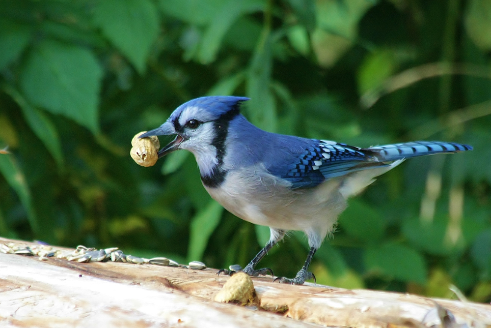 Close up of a blue jay with a peanut in it's mouth. The bird is sitting on a log outside.
