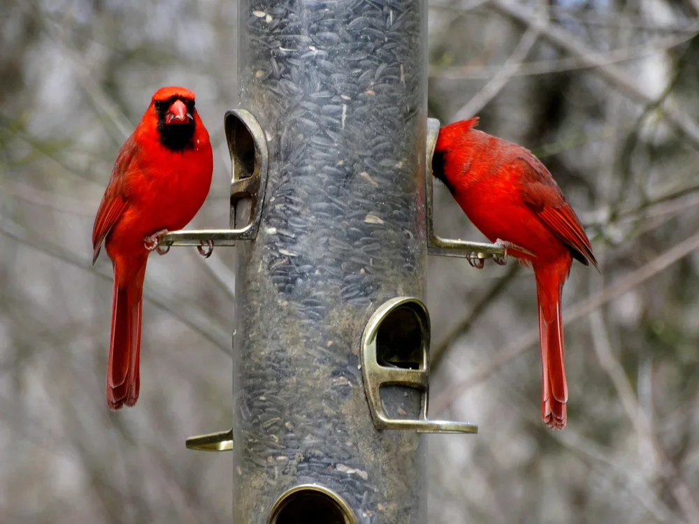 Two cardinals are eating seeds at a finch-style bird feeder.