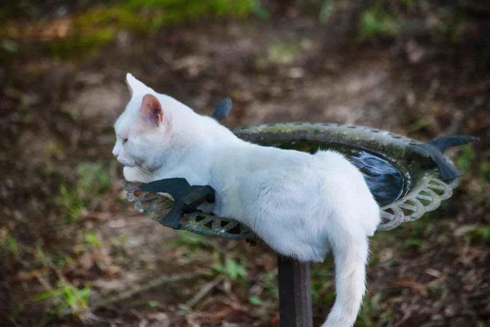 A white cat is laying across a birdbath in a garden.