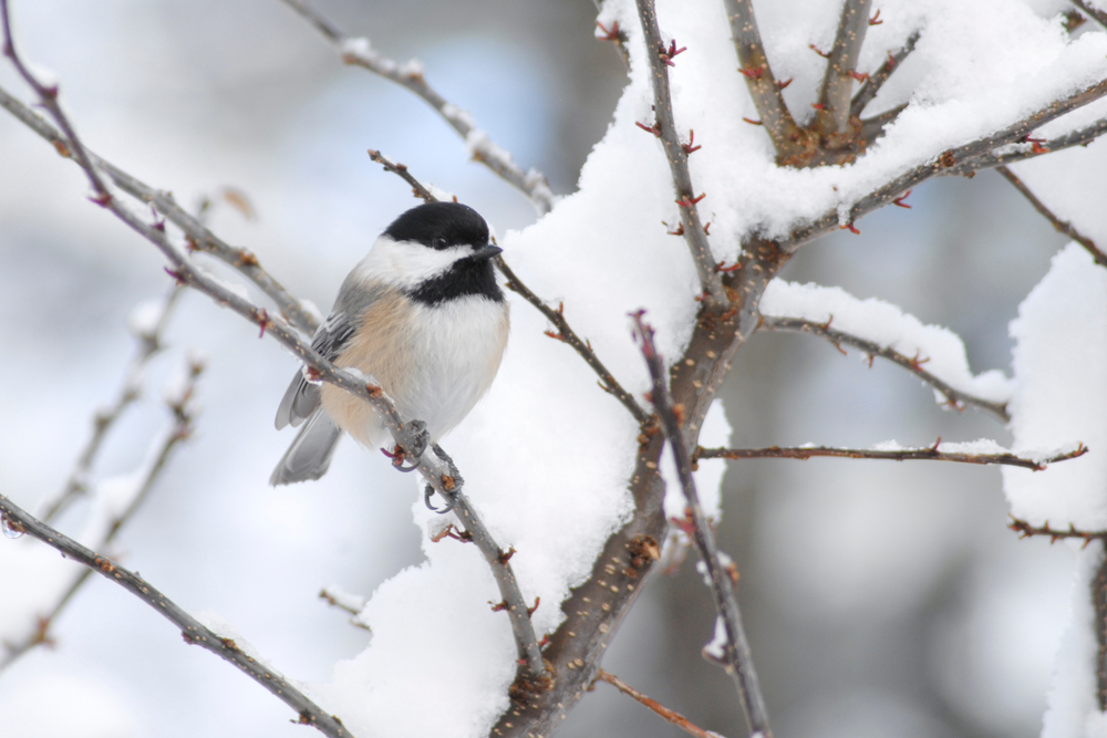 A black-capped chickadee sits on a branch in a snowy tree.