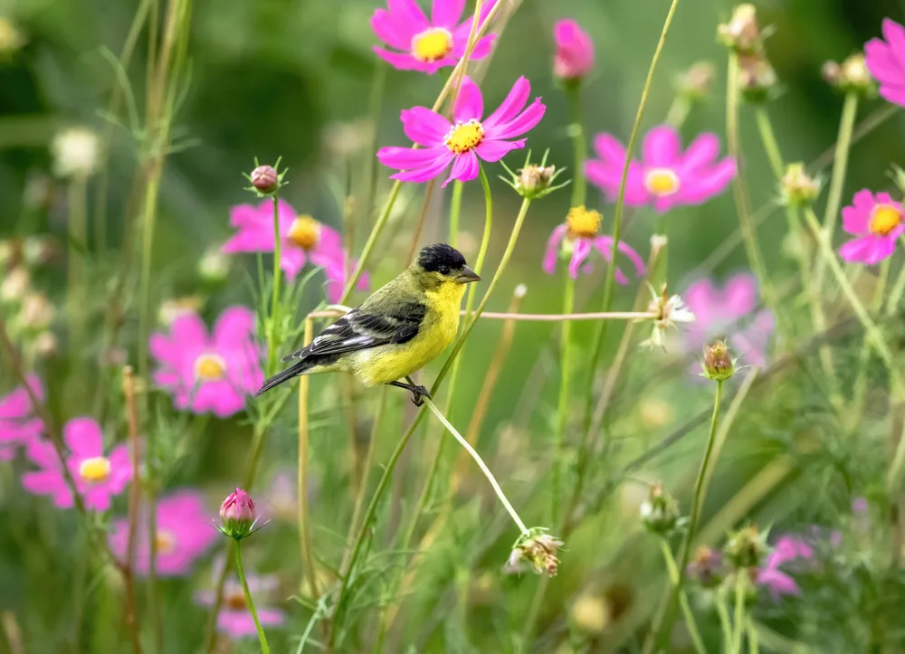 A goldfinch rests on the stem of a cosmos flower in a garden.