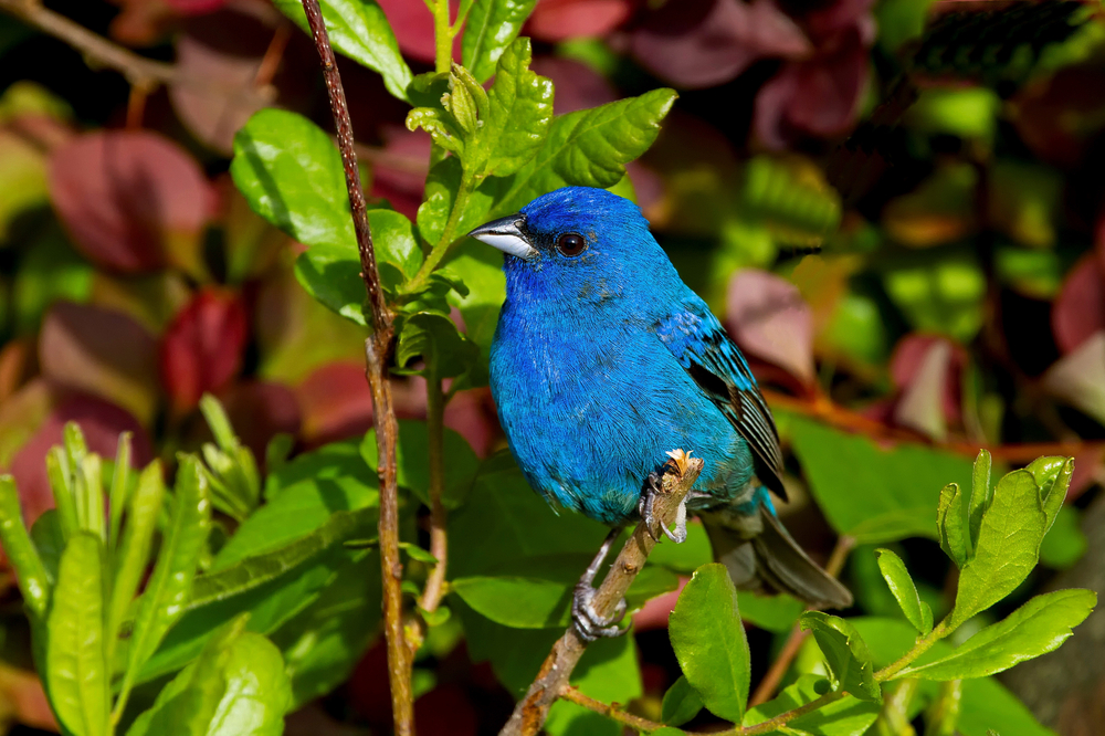 An indigo bunting sets in a barberry bush.