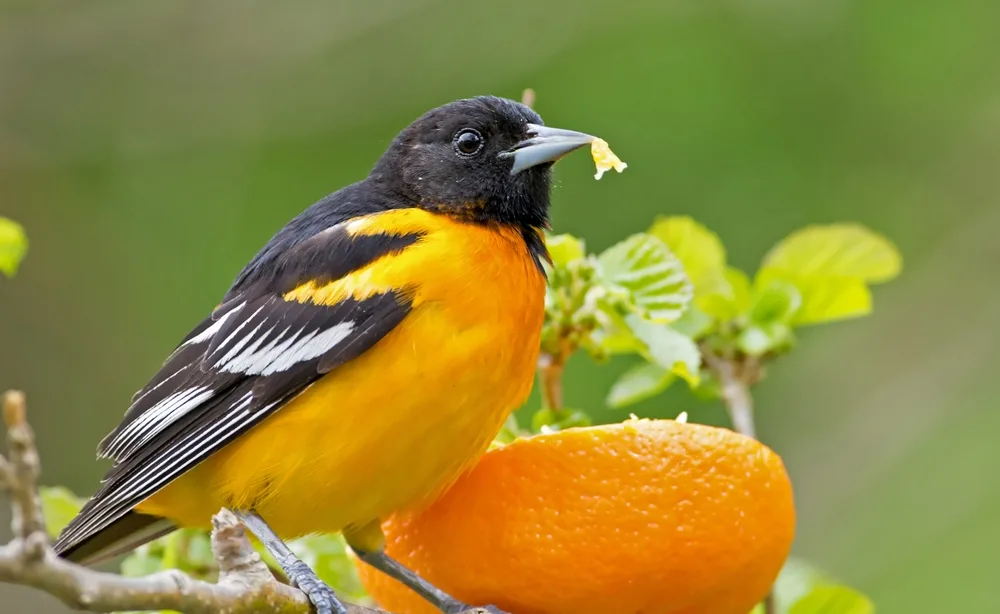 An oriole eats from an orange half set in a tree.