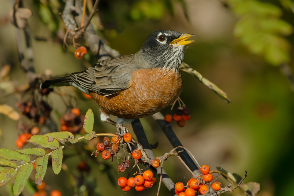 A North American robin sets on a bush covered in clusters of orange berries.