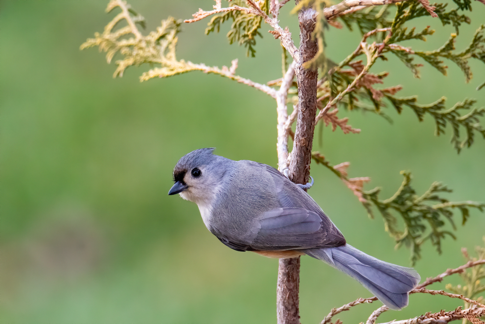 A tufted titmouse clings to an arborvitae.