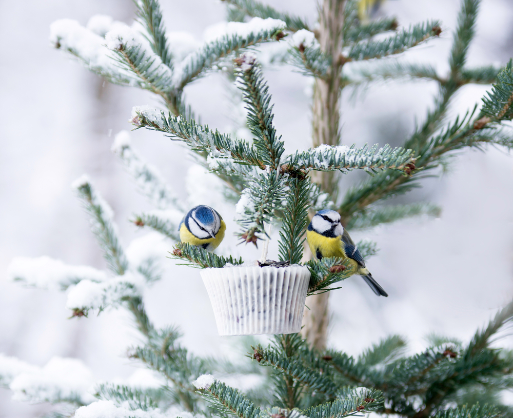 Blue and yellow birds perch atop a homemade suet cake on an outdoor Christmas tree. 