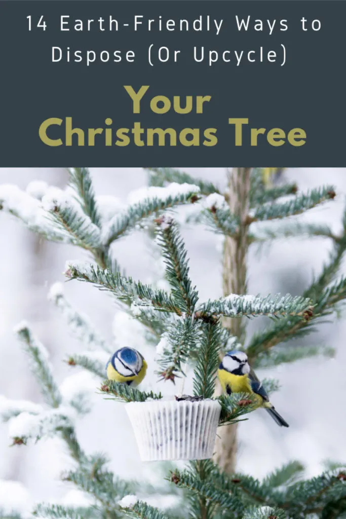 Turn your old Christmas tree into a haven for birdlife. Plus we reveal thirteen more ways your old Christmas tree can benefit the planet. 