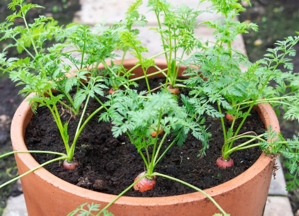 https://www.ruralsprout.com/wp-content/uploads/2021/01/grow-carrots-container-cropped-1024x739.jpg.webp
