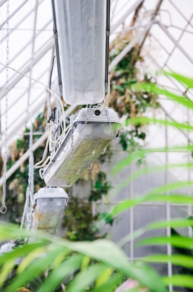 Three fluorescent grow light ballasts hang from the ceiling of a greenhouse.