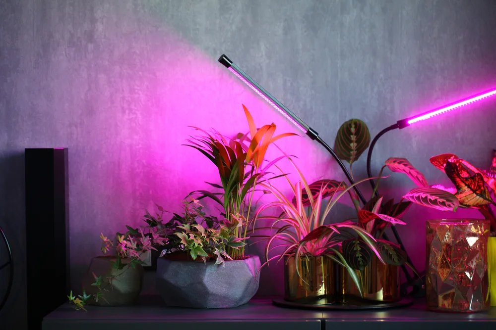 Houseplants on a shelf are lit with a LED grow light lamp.