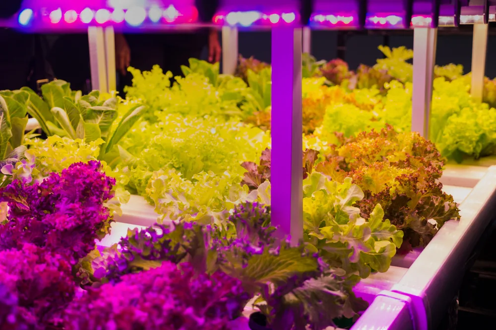 A LED grow light setup over lettuces.