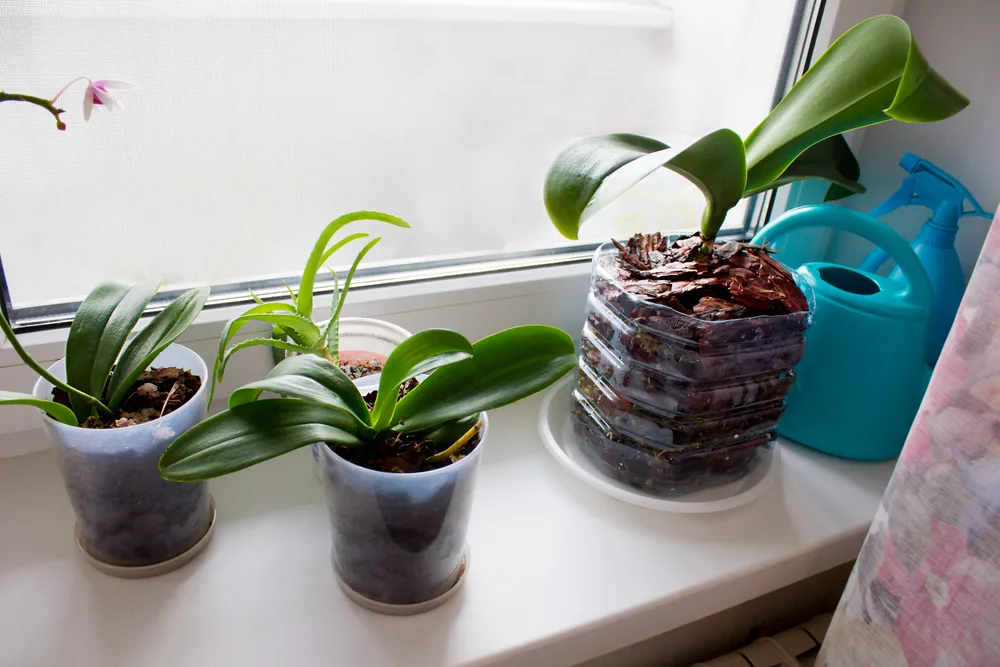 Three orchids with no flowers are sitting on a windowsill.