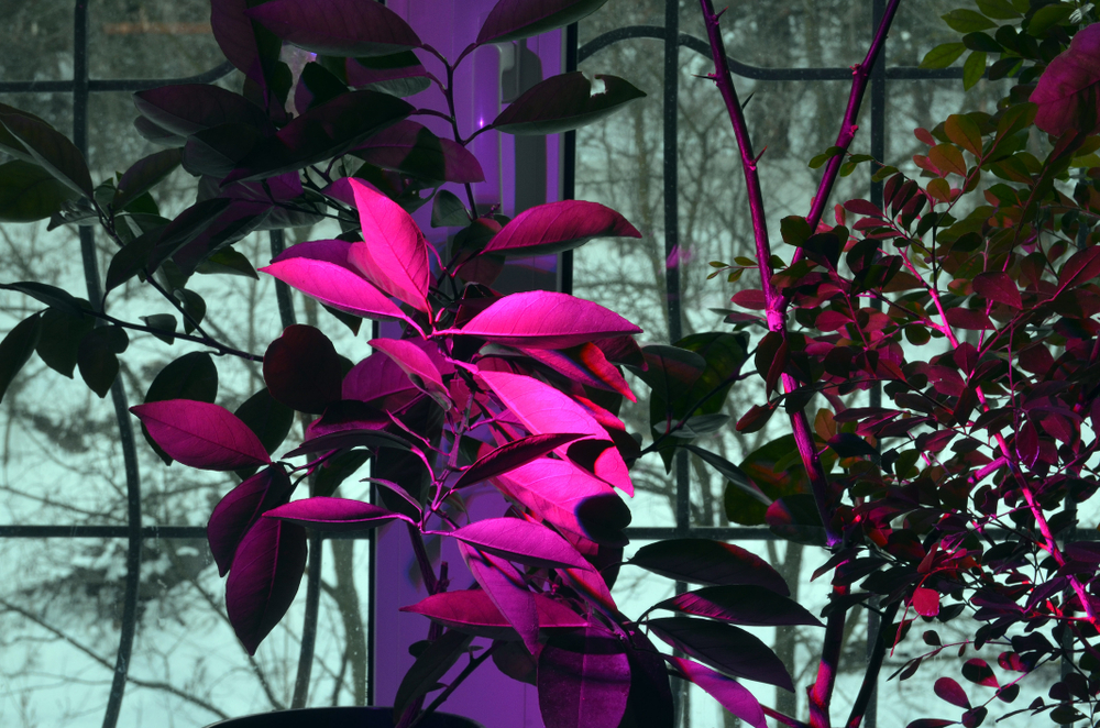 Plants sitting in the dark are illuminated with the 'blurple' light of an LED grow light.