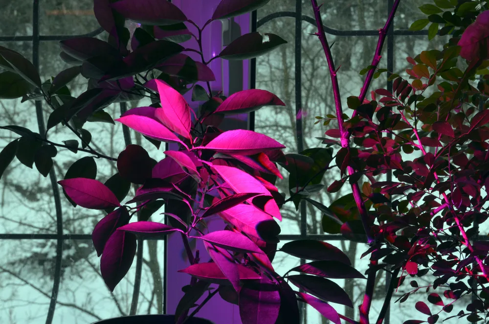 Plants sitting in the dark are illuminated with the 'blurple' light of an LED grow light.