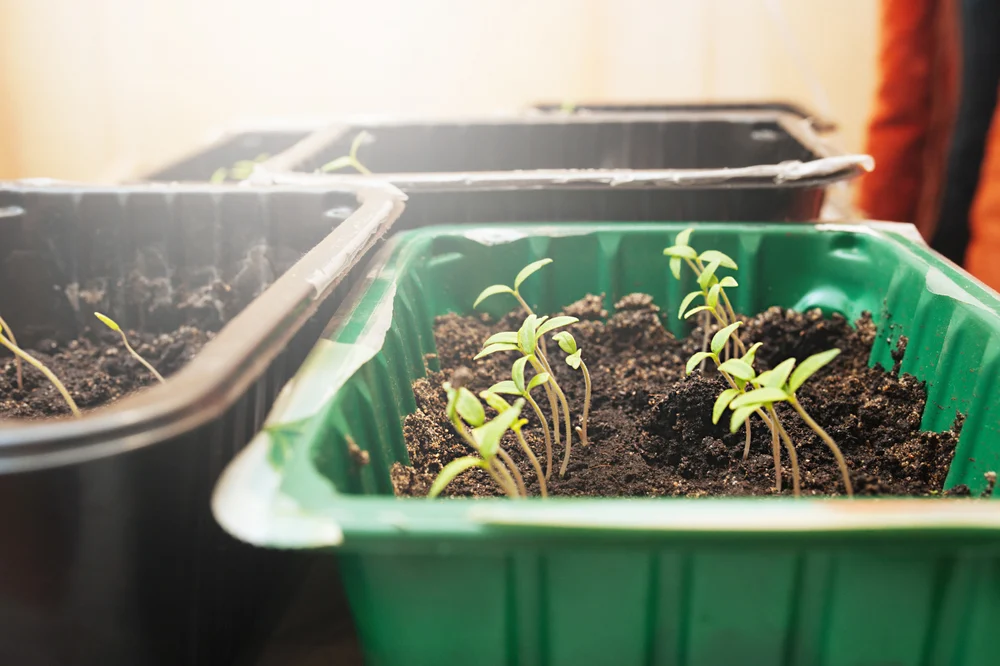 Three trays of tiny, spindly seedlings are leaning towards the sunlight.