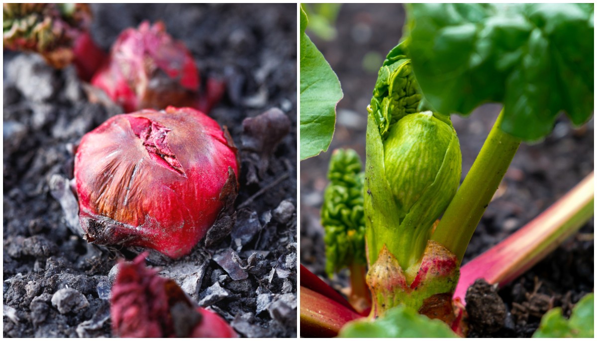 how to grow rhubarb - the perennial that produces for decades