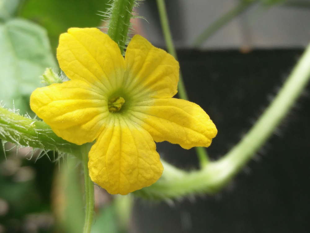 A close up of a bright, yellow cucamelon flower.