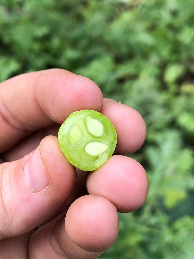 Close up of fingers holding a cucamelon half with the seeds showing.