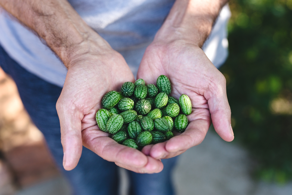 A man holds a handful of cucamelons up to the camera. 