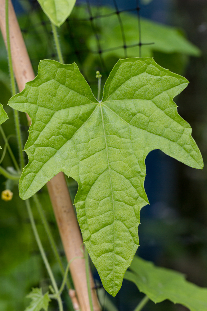 A close up of a light green cucamelon leaf. 