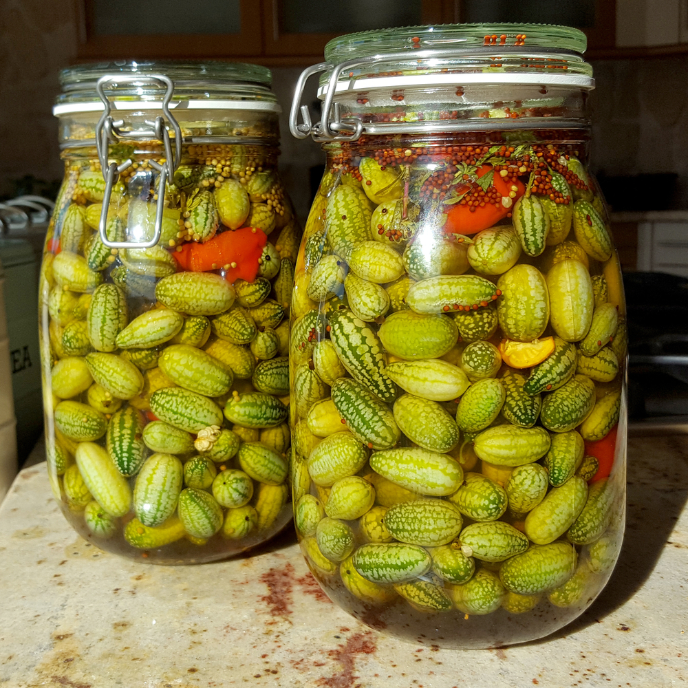 Two jars of pickled cucamelons.