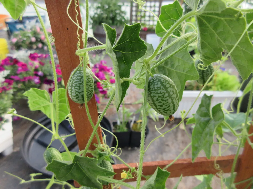 How to Grow Cucamelons - Growing In The Garden