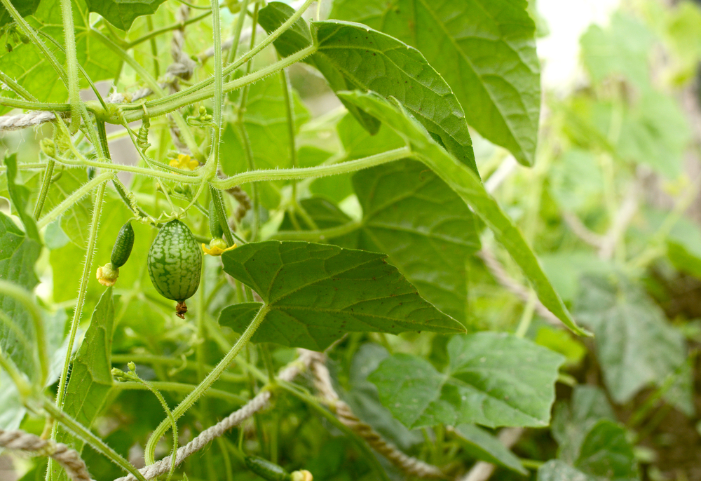 The vines of a cucamelon plant with several small, unripe cucamelons.