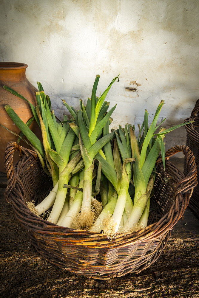 A basket of freshly harvested leeks. 