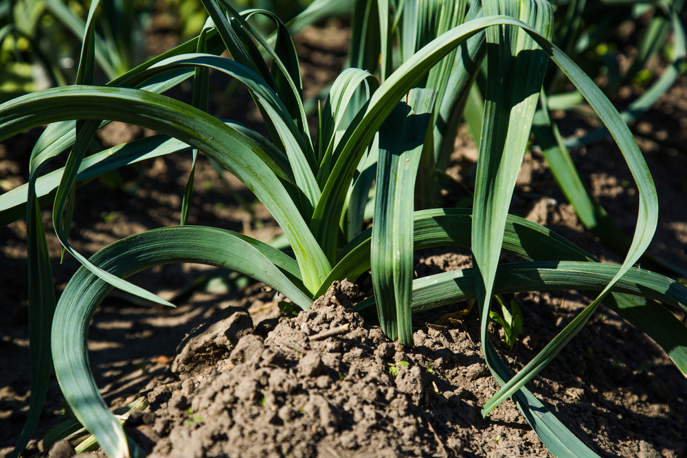 Close up photo of leeks with soil mounded around the base to blanch them before harvesting.