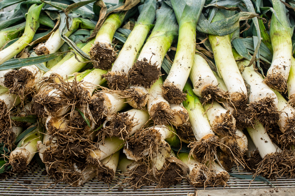 A large harvest of unwashed leeks that have been picked from the garden. 