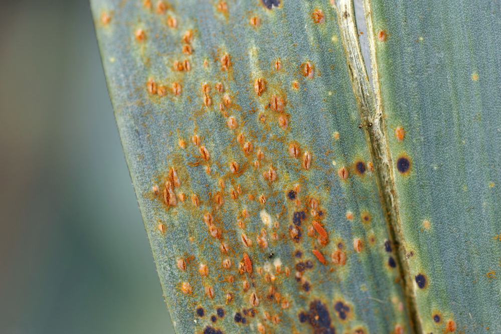 Close up photo of leek rust, a common leek disease.