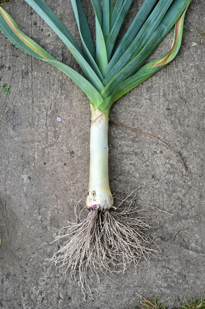 A leek with leaves and roots intact laying on concrete. 