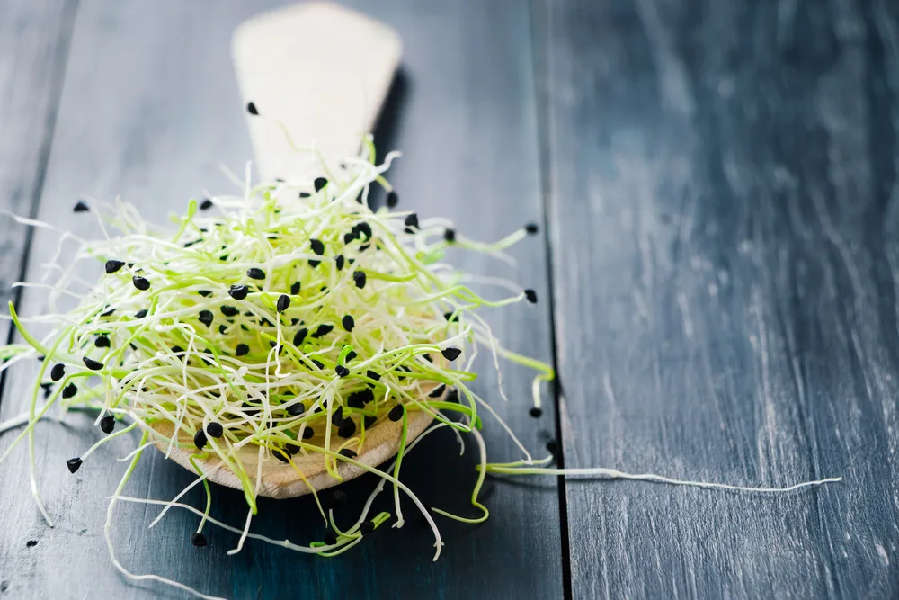 Close up photo of a small wooden spoon with leek sprouts on it. the sprouts are bright green and white with a dark, black seed on each end. The spoon sets on a black wood surface. 