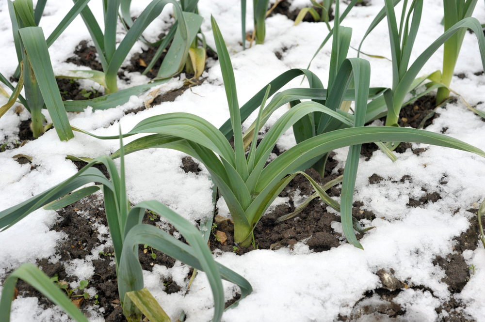 A couple of rows of leeks growing up through the snow in the winter.