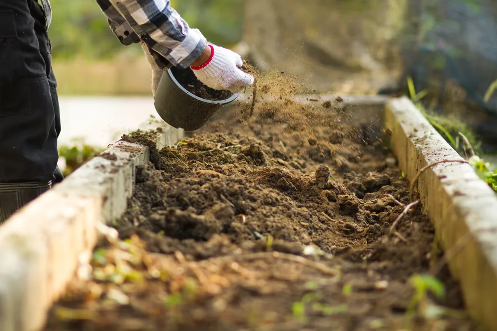 Hands are shown sprinkling amendment on a raised bed.