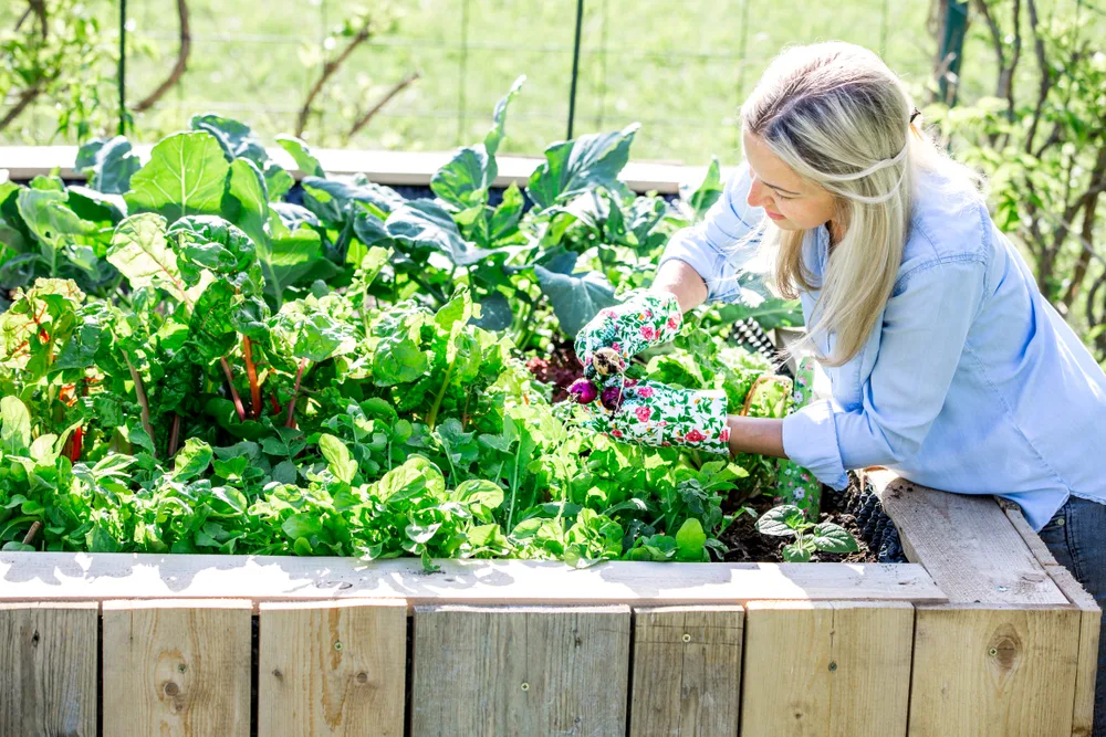 A woman with a light blue shirt and flowered garden gloves is working at the edge of a raised bed vegetable garden.