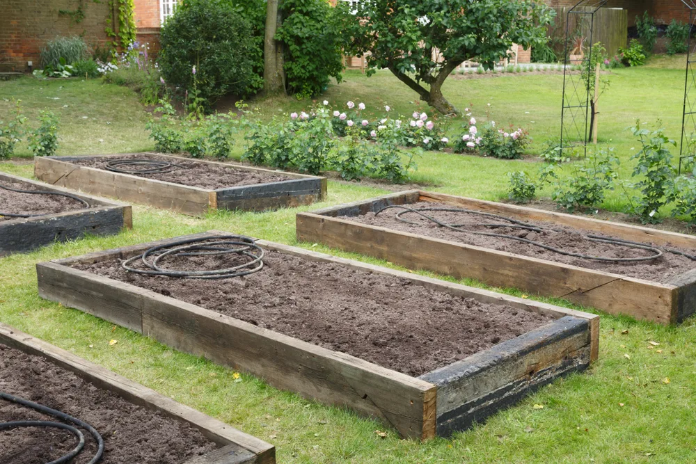Bare raised beds with drip irrigation hoses on top of the soil. 