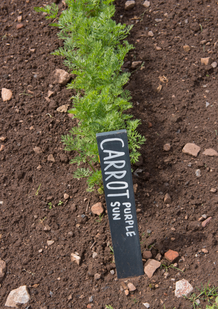 A row of carrot tops grows up from the soil. There is a vegetable marker at the head of the row that reads 'Carrot Purple Sun'