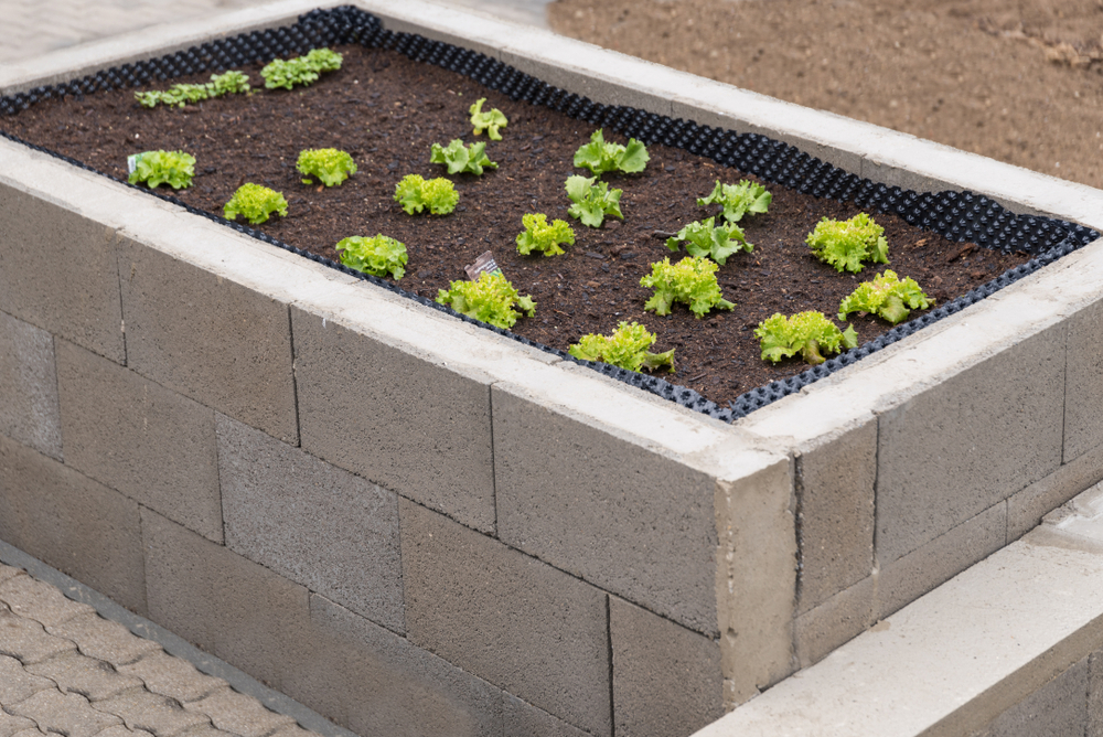 A raised bed made of cinder blocks. There are tiny lettuces growing in it.